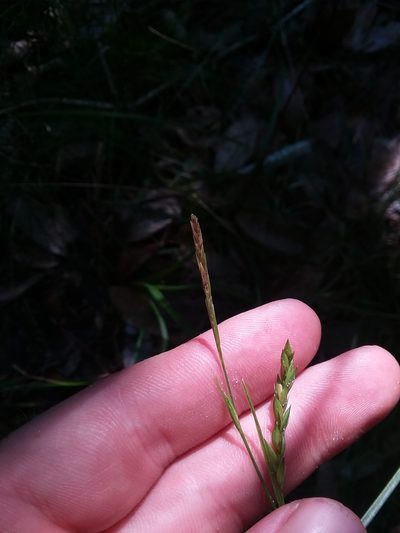 Carex venusta, photographed by Will McFarland
