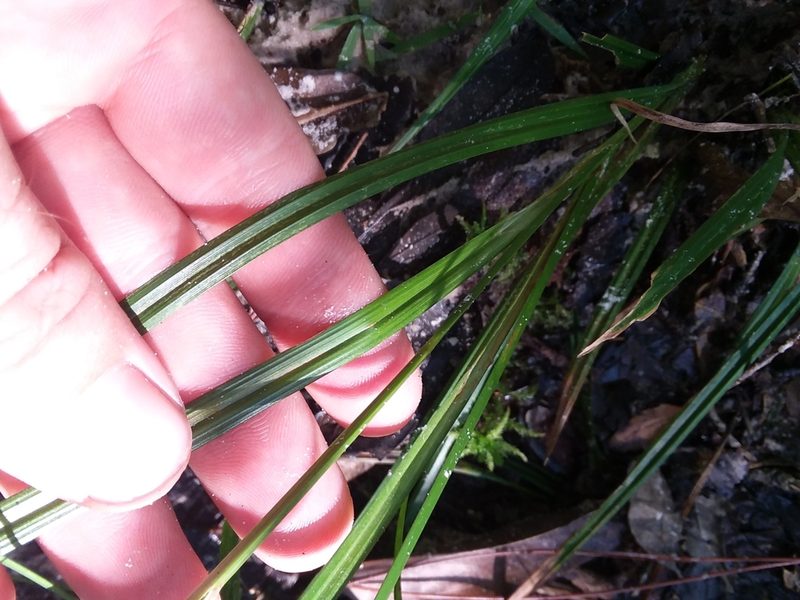 Carex venusta, photographed by Will McFarland