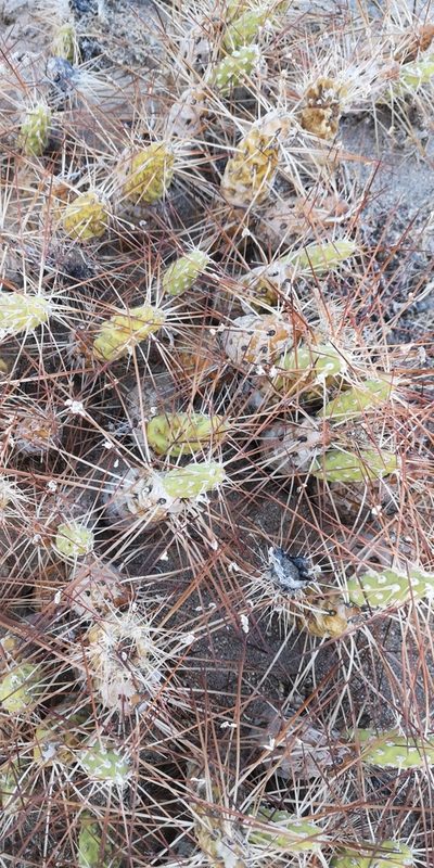 Maihueniopsis camachoi, photographed by Darío De la Fuente