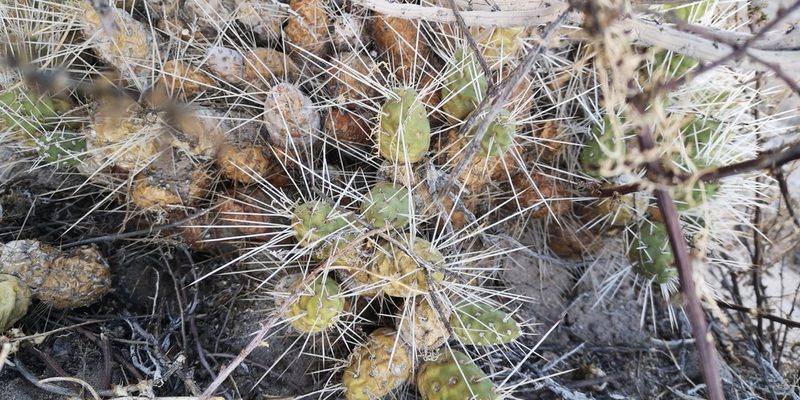Maihueniopsis camachoi, photographed by Darío De la Fuente