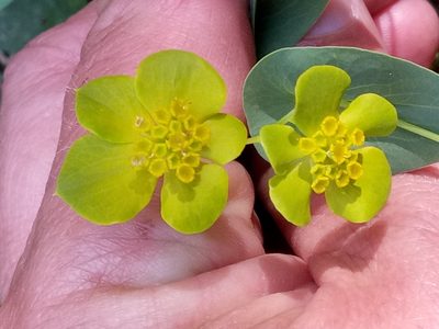 Bupleurum subovatum, photographed by Karim Haddad