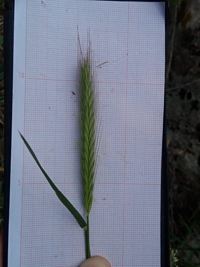 Hordeum bulbosum, photographed by Karim Haddad