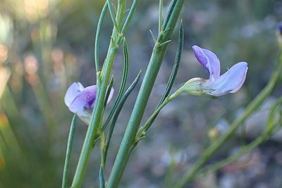 Psoralea diturnerae, photographed by Di Turner