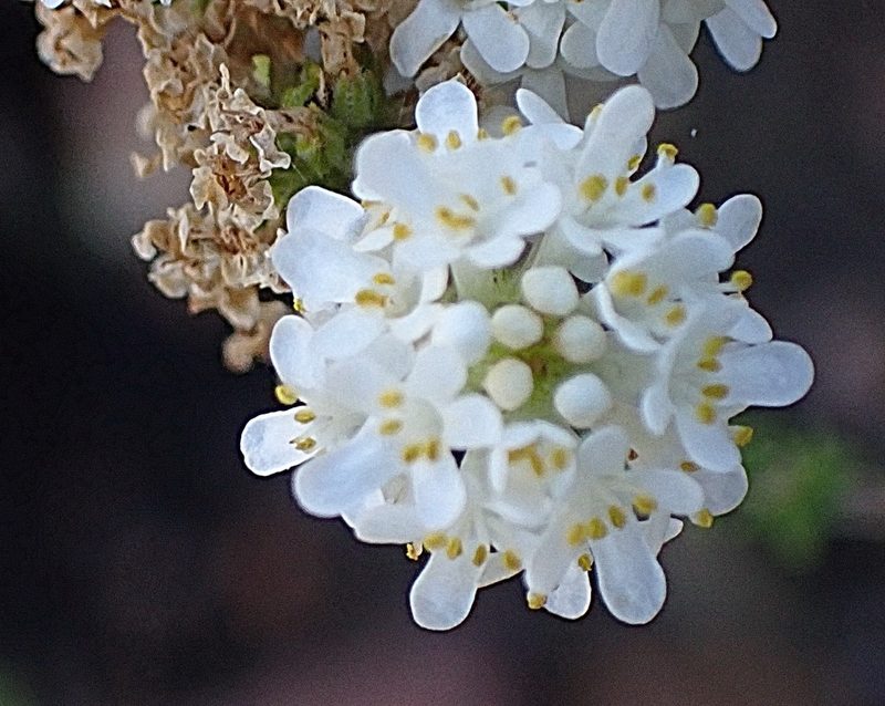 Selago glomerata, photographed by Di Turner