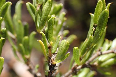 Psoralea heterosepala, photographed by Di Turner