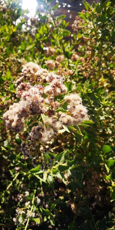 Baccharis scandens, photographed by Darío De la Fuente
