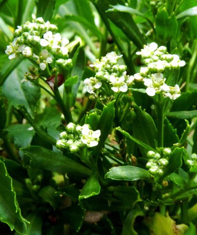 Lepidium oleraceum, photographed by Peter de Lange