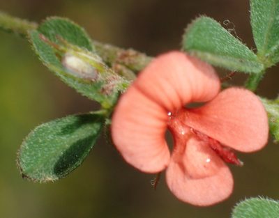Indigofera priorii, photographed by Nicola van Berkel