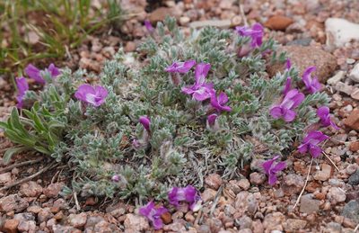 Oxytropis multiceps, photographed by Daniel S. Katz