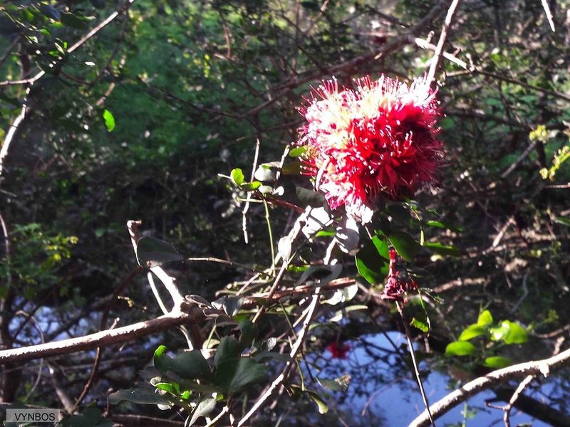 Schotia capitata, photographed by Chris Vynbos