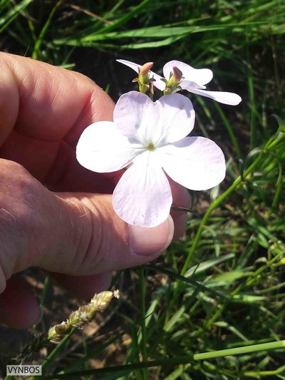 Cycnium tubulosum, photographed by Chris Vynbos