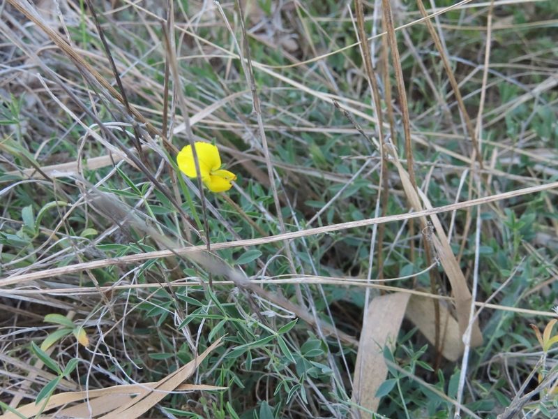 Crotalaria excisa, photographed by linkie