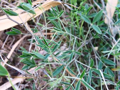 Crotalaria excisa, photographed by linkie