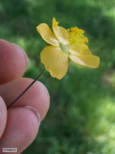 Abutilon grantii, photographed by Chris Vynbos