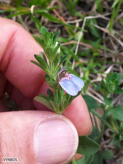Justicia petiolaris, photographed by Chris Vynbos
