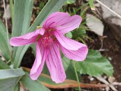 Malope malacoides, photographed by Mehdi Chetibi