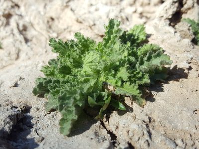 Laennecia coulteri, photographed by Alex Abair