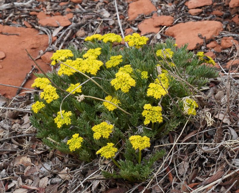 Musineon tenuifolium, photographed by Daniel S. Katz