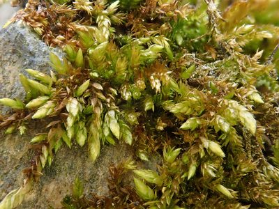 Rhynchostegium murale, photographed by Christian Berg