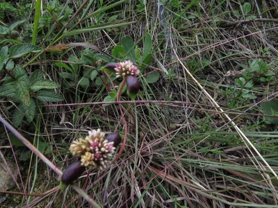 Alternanthera macbridei, photographed by Manuel Roncal
