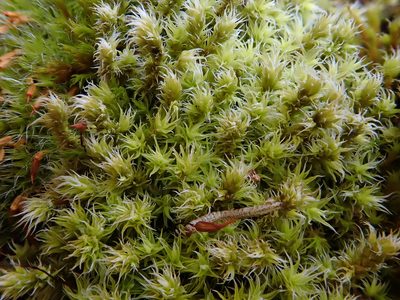 Niphotrichum canescens, photographed by Christian Berg