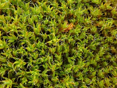 Syntrichia virescens, photographed by Christian Berg