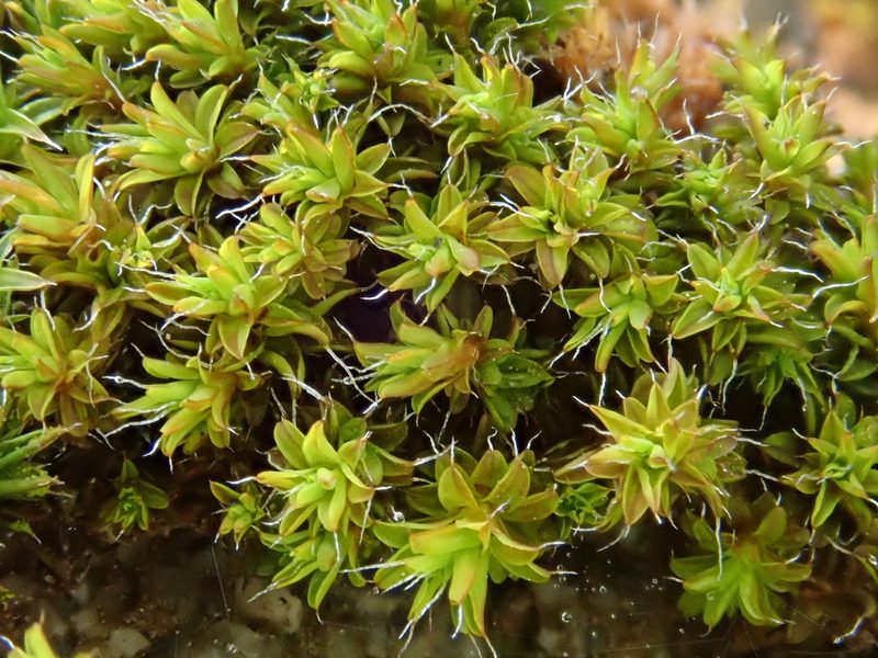 Syntrichia virescens, photographed by Christian Berg