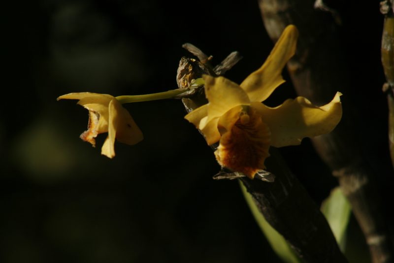 Dendrobium heterocarpum, photographed by Hopeland