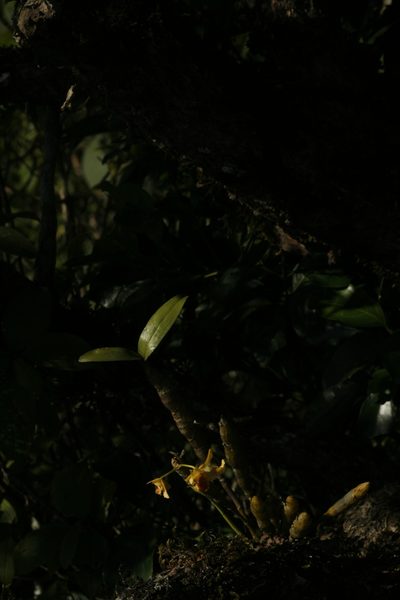 Dendrobium heterocarpum, photographed by Hopeland