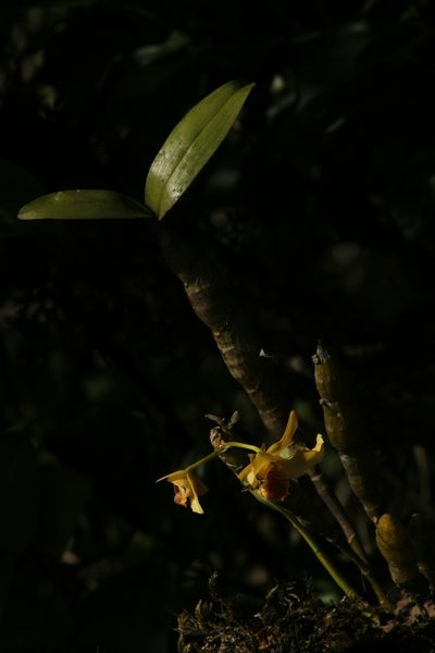 Dendrobium heterocarpum, photographed by Hopeland