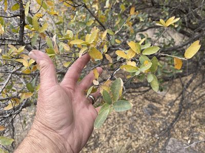 Quercus arizonica, photographed by CK2AZ