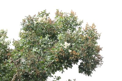 Corymbia torelliana, photographed by Agnes Trekker