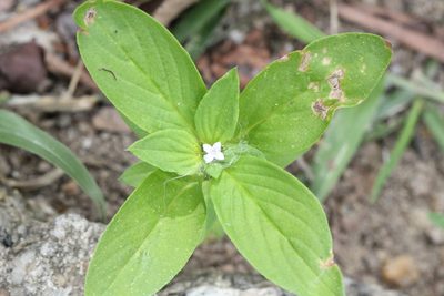Spermacoce latifolia, photographed by Agnes Trekker