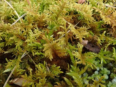 Thuidium assimile, photographed by Christian Berg