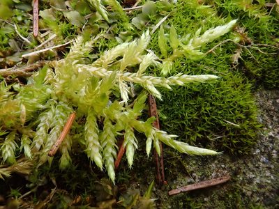 Cirriphyllum piliferum, photographed by Christian Berg