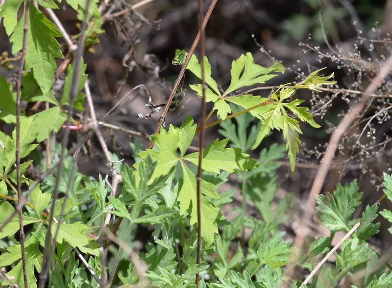 Ampelopsis aconitifolia, photographed by Zinogre