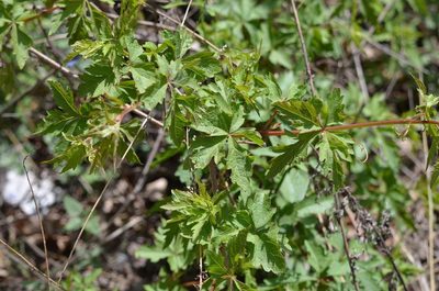 Ampelopsis aconitifolia, photographed by Zinogre