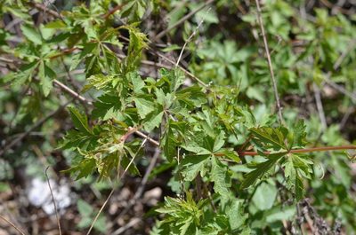 Ampelopsis aconitifolia, photographed by Zinogre