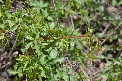 Ampelopsis aconitifolia, photographed by Zinogre