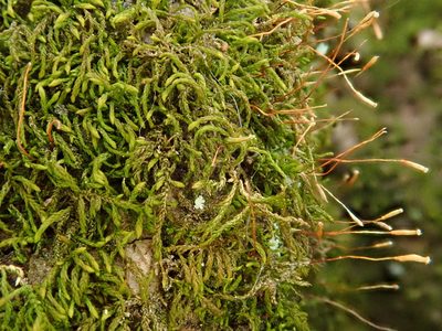 Leskea polycarpa, photographed by Christian Berg