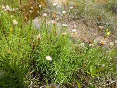 Erigeron hyssopifolius, photographed by Allan Harris