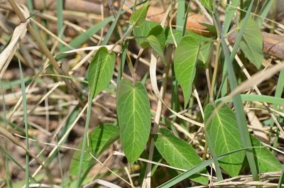Cynanchum chinense, photographed by Zinogre
