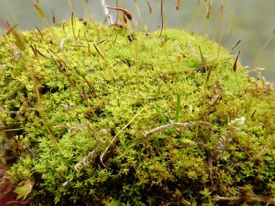 Streblotrichum convolutum, photographed by Christian Berg