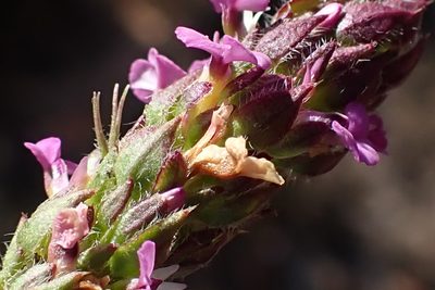 Muraltia alopecuroides, photographed by Di Turner
