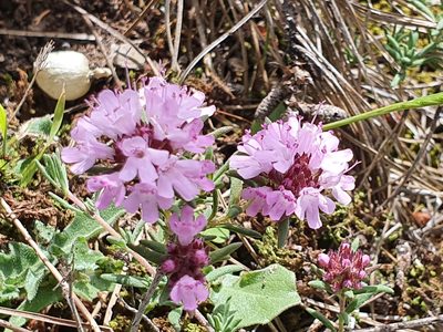 Thymus willdenowii, photographed by Mehdi Chetibi
