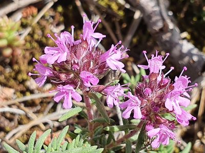Thymus willdenowii, photographed by Mehdi Chetibi