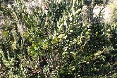 Myrica humilis, photographed by Di Turner