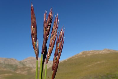 Cannomois scirpoides, photographed by Di Turner