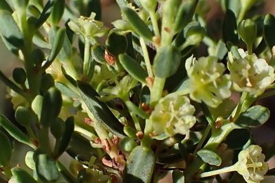 Clutia laxa, photographed by Di Turner