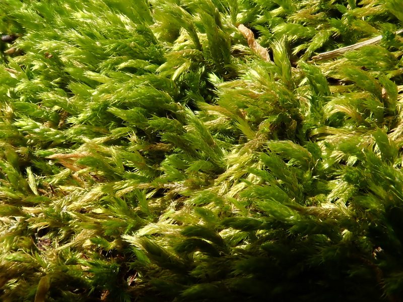 Cirriphyllum crassinervium, photographed by Christian Berg